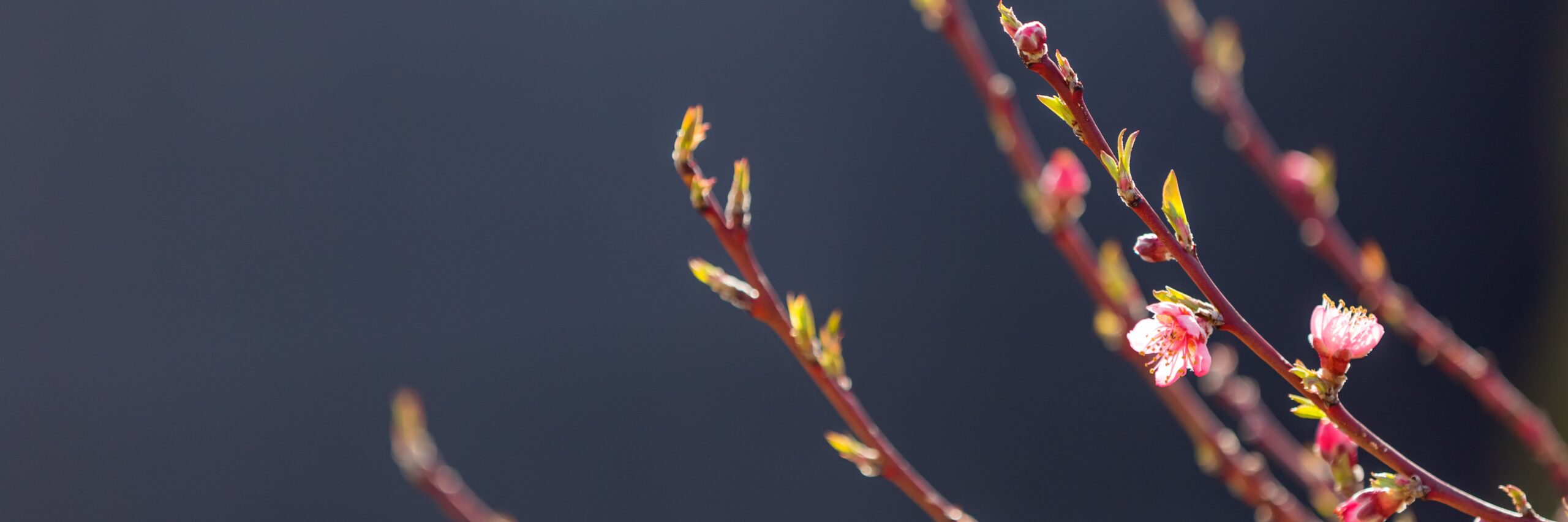 AdobeStock_138497124-min plante qui redémarre, bourgeon